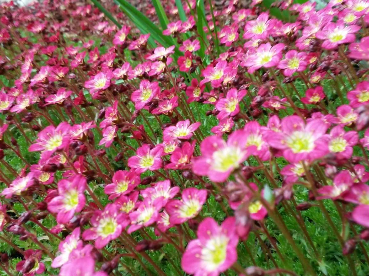 דירות זנקט אנדריאסברג Bergschwalbe St. Andreasberg מראה חיצוני תמונה